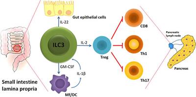 Modulation of Intestinal ILC3 for the Treatment of Type 1 Diabetes